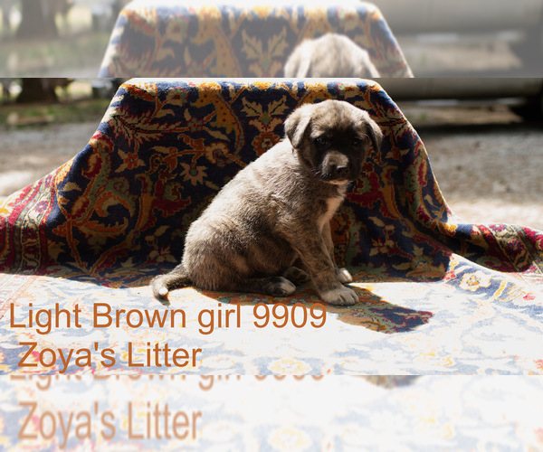 Medium Photo #7 Anatolian Shepherd Puppy For Sale in SELMA, OR, USA
