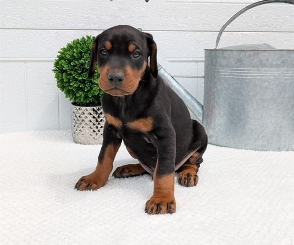 Medium Photo #34 Doberman Pinscher Puppy For Sale in GOSHEN, IN, USA