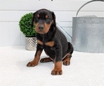 Small Photo #34 Doberman Pinscher Puppy For Sale in GOSHEN, IN, USA
