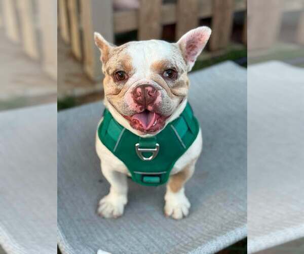 Medium Photo #1 French Bulldog Puppy For Sale in Visalia, CA, USA
