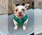 Small French Bulldog