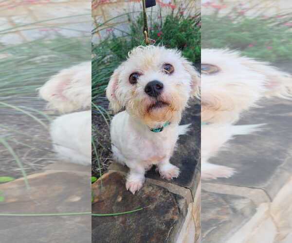 Medium Photo #2 Mutt Puppy For Sale in Pipe Creek, TX, USA