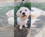 Small #1 Mutt