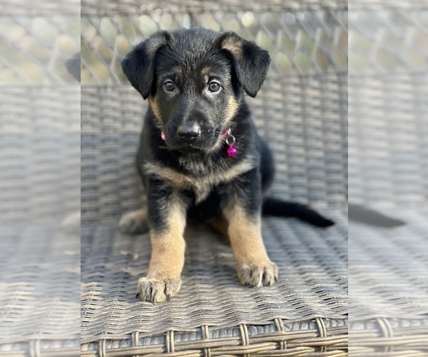 Medium Photo #12 German Shepherd Dog Puppy For Sale in RIVERDALE, MD, USA