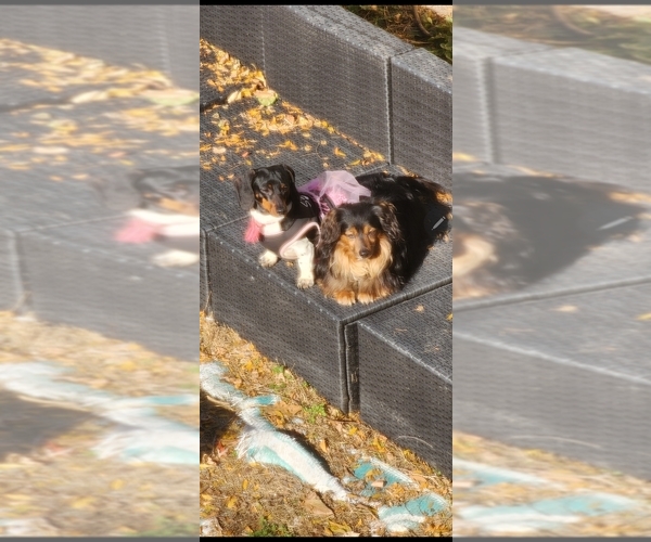 Medium Photo #1 Dachshund Puppy For Sale in DETROIT, MI, USA