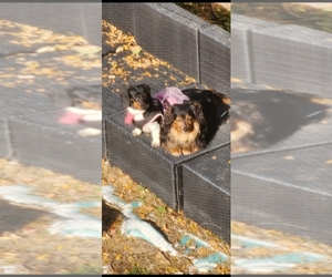 Father of the Dachshund puppies born on 04/26/2025