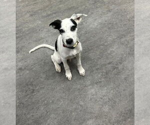 Mutt Dogs for adoption in Plainfield, IL, USA