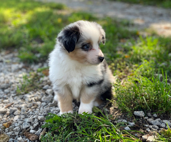 Medium Photo #3 Miniature Australian Shepherd Puppy For Sale in PERU, NE, USA