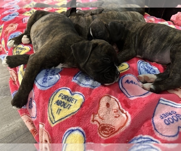 Medium Photo #11 Boxer Puppy For Sale in RALEIGH, NC, USA