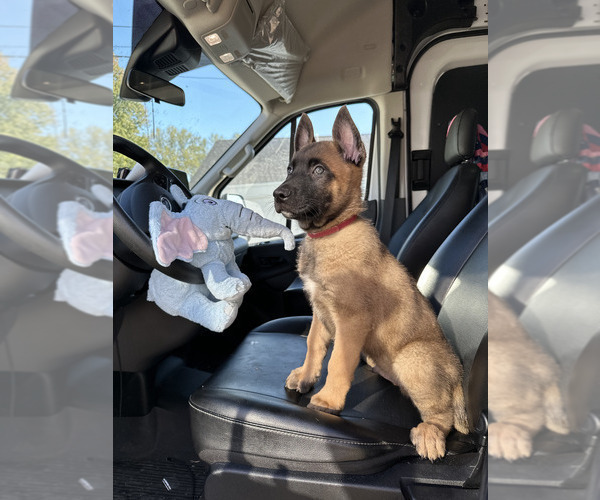 Medium Photo #2 Belgian Malinois Puppy For Sale in S CHARLESTON, WV, USA