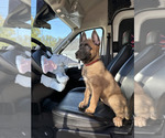Small #1 Belgian Malinois