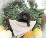 Puppy Hunter Cocker Spaniel-Miniature Bernedoodle Mix