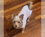 Small #19 Border Terrier Mix