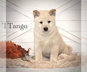 Shiba Inu Puppy for sale in PLATTEVILLE, WI, USA
