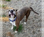 Small #40 American Pit Bull Terrier Mix