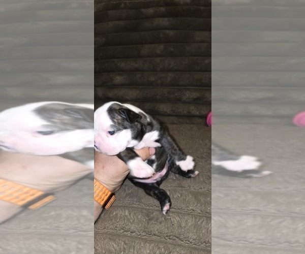 Medium Photo #4 Boston Terrier Puppy For Sale in MITCHELL, IN, USA