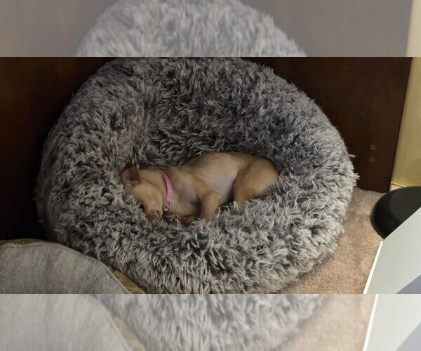 Medium Photo #2 Chihuahua Puppy For Sale in oakland, FL, USA