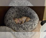 Small #1 Chihuahua