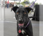 Small #3 Labrador Retriever Mix