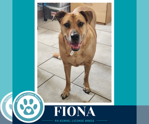 Fiona - Female Labrador Retriever-Unknown Mix Dog for Adoption - Photo #2