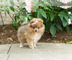 Pomeranian Puppy for sale in NAPPANEE, IN, USA