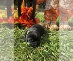 Image preview for Ad Listing. Nickname: AKC Labs