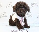 Small Photo #8 Poodle (Miniature) Puppy For Sale in LAS VEGAS, NV, USA