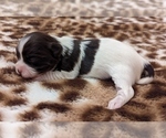 Small #2 Havanese