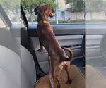 Small #2 Chihuahua Mix