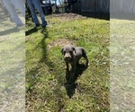 Small #3 Doberman Pinscher