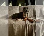 Small #2 Doberman Pinscher