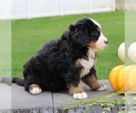 Small Photo #7 Bernese Mountain Dog Puppy For Sale in EPHRATA, PA, USA