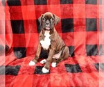 Small Photo #22 Boxer Puppy For Sale in CHILHOWEE, MO, USA