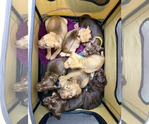 Rosalie- Belles & Beau Litter - Female American Staffordshire Terrier-Unknown Mix Dog for Adoption - Photo #7