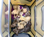 Small Photo #7 American Staffordshire Terrier-Unknown Mix Puppy For Sale in Holly Springs, NC, USA