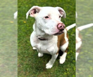 Boxer-Unknown Mix Dogs for adoption in East Derry, NH, USA
