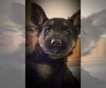 Small Photo #6 German Shepherd Dog Puppy For Sale in W WARWICK, RI, USA