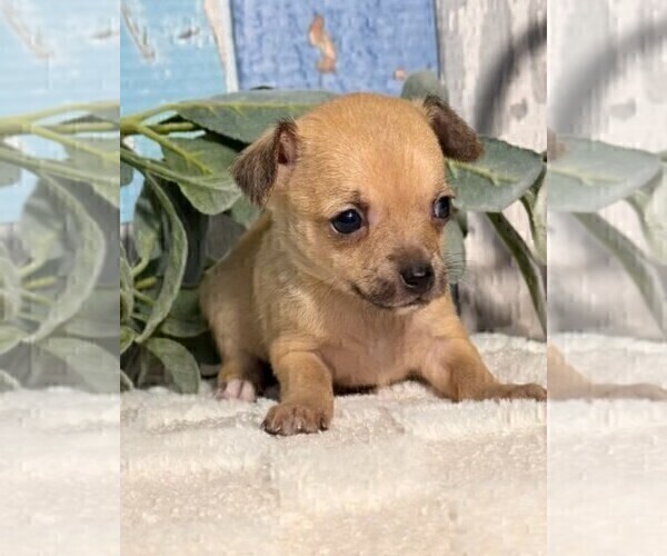 Medium Photo #10 Chihuahua Puppy For Sale in BOSTON, MA, USA