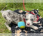 Small #2 Labrador Retriever Mix