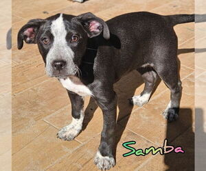 Pointer-Unknown Mix Dogs for adoption in Woodbury, NY, USA