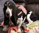 Small #2 Basset Hound