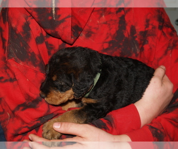 Medium Photo #27 Airedale Terrier Puppy For Sale in CHARLESTOWN, IN, USA