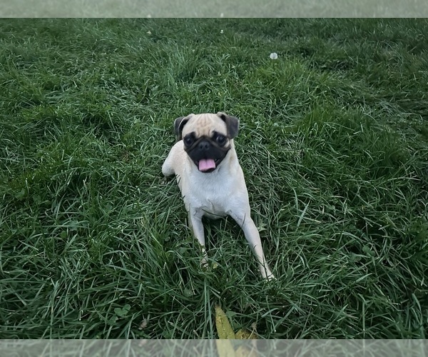 Medium Photo #1 Pug Puppy For Sale in ATHENS, WI, USA