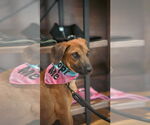Small #1 Labrador Retriever Mix
