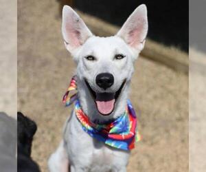 Huskies -Unknown Mix Dogs for adoption in San Antonio, TX, USA
