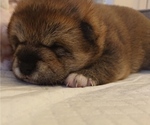 Small Photo #4 Shiba Inu Puppy For Sale in DALY CITY, CA, USA