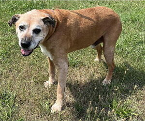 Labrador Retriever Dogs for adoption in Spring Lake, NJ, USA