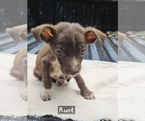 Medium Photo #2 Black Mouth Cur-Unknown Mix Puppy For Sale in Corinth, MS, USA
