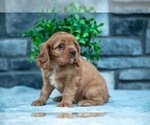 Puppy Sailor Cavalier King Charles Spaniel