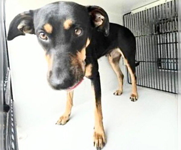 Medium Photo #1 Doberman Pinscher Puppy For Sale in Houston, TX, USA